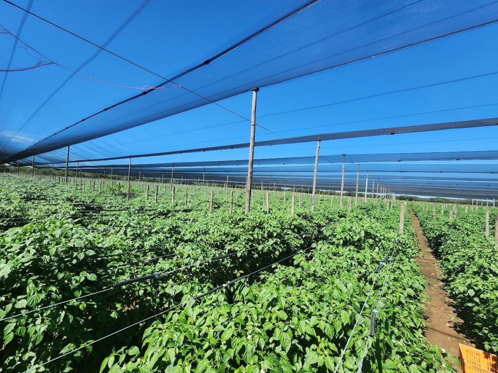 Kingspok Farms sustainable agriculture